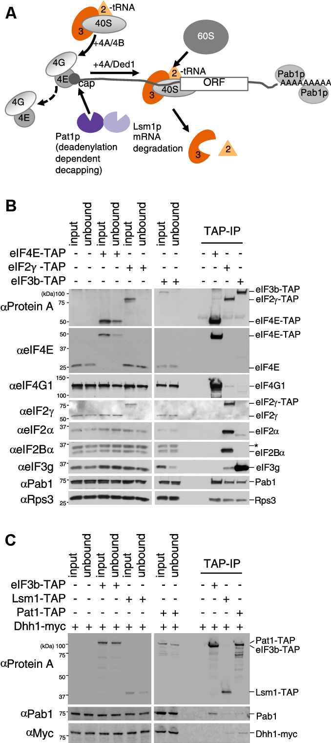 Large Scale Map Of Rna Binding Protein Interactomes Across The Mrna Life Cycle Sciencedirect