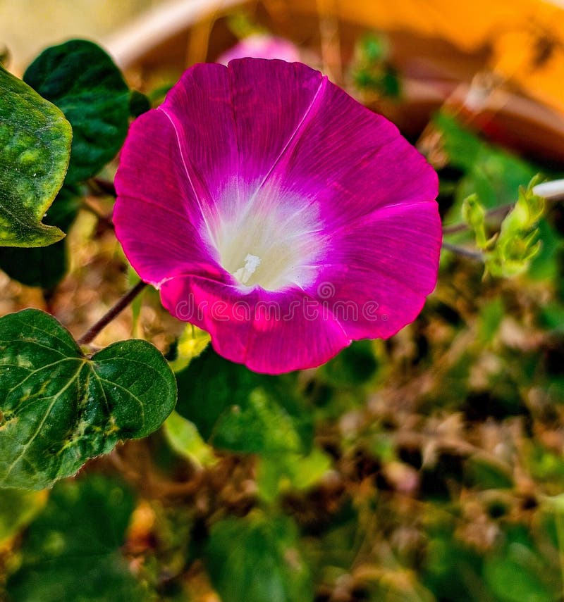 Morning Sex Indica Flower Xvideos Com Morning Sex Indica Flower Xvideos Com